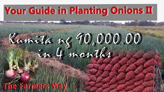 Part II A Stepbystep Planting Onions  How to Grow Onions from Transplanting  Harvesting [upl. by Linnie]