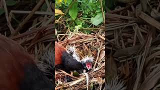 Greater coucal Birds try to pull the snake out [upl. by Tyika]