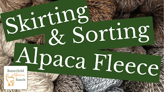 Skirting amp Sorting Alpaca Fleece [upl. by Kcim]