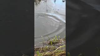 Chub feeding frenzy on a small stream findingpeaceinthegreatoutdoors [upl. by Nicolau467]