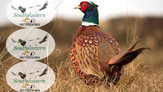 South Dakota Pheasant Hunting  Gregory SD  Oct 2017 [upl. by Morna]