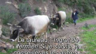 IDIR Azger  Azguer le taureau Avec traduction [upl. by Annawak]