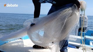 Sin buenos resultados se levanta la veda de camarón en la Bahía Santa María 🦐 [upl. by Annorah743]