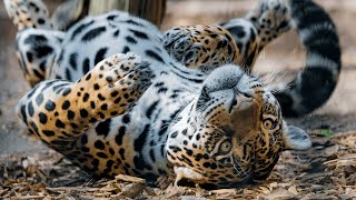 Lazy Teenage Leopard Journey to Become a REAL Hunter  Nat Geo Wild Leopard Documentary 2020 HD [upl. by Lenee]