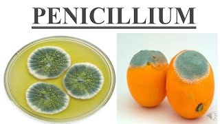 Penicillium [upl. by Dry]