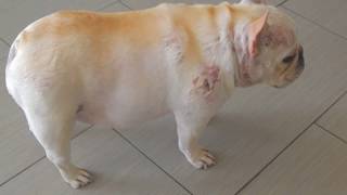 French Bulldog with HyperAdrenal Cushings syndrome at Dr Kraemers Vet4Bulldogcom [upl. by Kei]