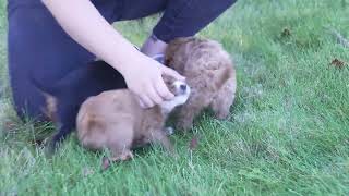 Steven Shetlers Cavalier Mix Puppies [upl. by Maretz]