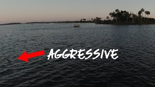 Inshore fishing Yankeetown Florida for AGGRESSIVE Inshore fish [upl. by Karlie]