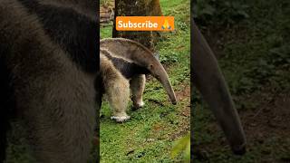 चींटीखोर 🤯 Giant Anteater shorts facts factshorts factsinhindi dadajifacts anteater [upl. by Laden]