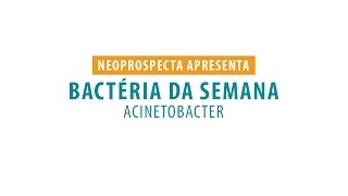 Bactéria da Semana  Acinetobacter [upl. by Quincy]