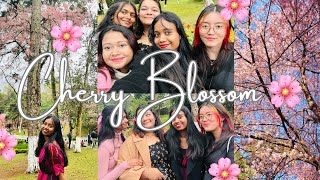 CHERRY BLOSSOM FESTIVAL SHILLONG cherryblossom cherryblossomfestival shillong meghalaya sakura [upl. by Aikehs709]