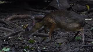 Lesser Oriental Chevrotain Tragulus kanchil Birds Hide Kaeng Krachan Thailand 20 Sept 2024 [upl. by Adlesirhc]