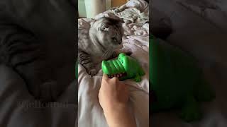 🤣🤣🤣 shortvideo funny petschannel funnyanimal mycatchannel cat funnycat [upl. by Nirad205]