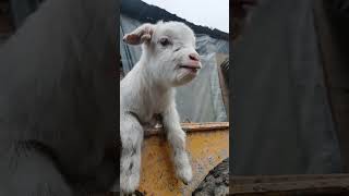 Baby Goats Cant Stop Bleating All Day Long 🐐🎶 goat goatsfaming cuteanimal cutefarmanimal [upl. by Adan]