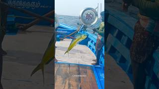 ‼️Boat Fishing video in Tamil  💥 Boat Fishing videos Fish Fishing Fishingvideos [upl. by Arymahs]