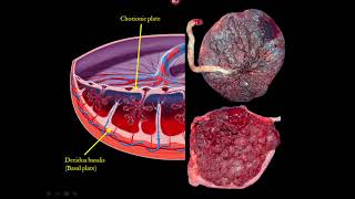 The Placenta and Umbilical Cord Ultrasound Video Lecture [upl. by Nnairek]