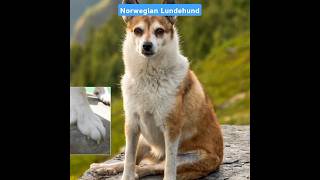 Why Norwegian Lundehund Dogs are Rare youtube shorts youtubeshorts [upl. by Ereveniug]