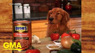 Celebrating 30 years of iconic Bush’s Beans ad [upl. by Lodge998]