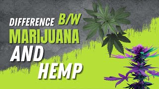 Whats the Difference Between Marijuana and Hemp [upl. by Oina]