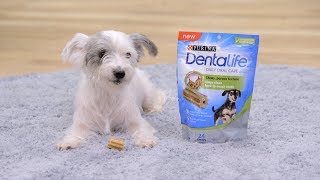 Denta Life Dog Chews  Chewy [upl. by Kristin503]