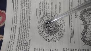 External and Internal features of Pteris Dr Vikas Jangu Botany [upl. by Tichonn]