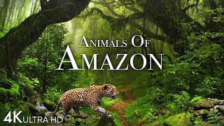 Animals of Amazon 4K  Animals That Call The Jungle Home  Amazon Rainforest Scenic Relaxation Film [upl. by Chelsea]