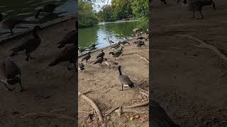 GEESE HONKING AND SWIMMING goose nature [upl. by Peatroy]