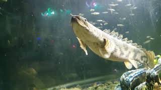 Giant Bichir [upl. by Ginzburg483]