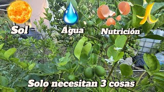 Que necesitan tus árboles para dar frutos [upl. by Chem]