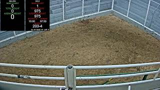 Everson Auction Market Live Stream 11132024 [upl. by Edin285]