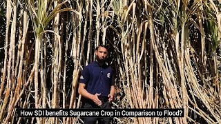 Growing Sugarcane Better  Jaffer Sub surface Drip Irrigation System Jaffer HEIS [upl. by Kelwunn436]