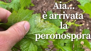 Peronospora cosè e come si combatte [upl. by Osana545]