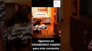 quot¡Ni Sherlock Holmes se atrevió a tanto 😂 El perro que se sale con la suya y encima lo premian 🐶🐾🍖quot [upl. by Sucramraj]