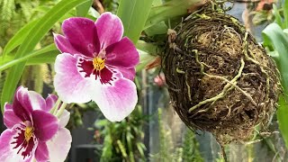 Stunning Miltoniopsis Orchid Kokedama at Floral Fantasy [upl. by Oicneserc]