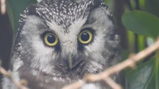 Tengmalms Owl Tresta Shetland 02032019 [upl. by Neraa834]