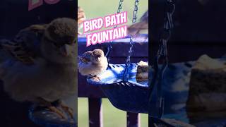 Bird Bath Fountain House Finch and Sparrows birds burung nature wildlife relaxing birdbehavior [upl. by Anegue755]