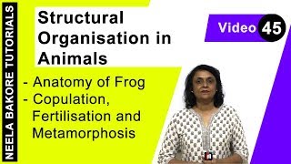 Structural Organisation in Animals  Anatomy of Frog  Copulation Fertilisation Metamorphosis [upl. by Luther258]