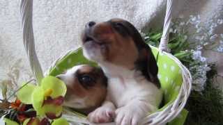 3 week old Beagle Puppy Howling [upl. by Akemeuwkuhc494]