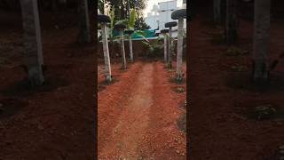 dragon fruit farming Malayalam ഡ്രാഗൺ തോട്ടം dragon dragonfruit plants [upl. by Anyer]