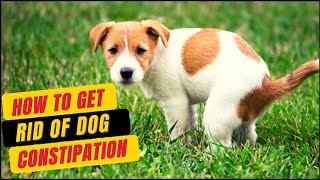 Natural Remedies For Dogs Constipation Safe Natural amp Faster Result [upl. by Sexton]