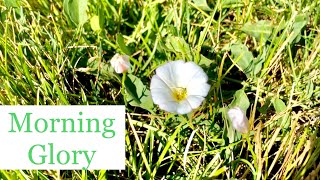 How to Kill Morning Glory  Bindweed in My Lawn [upl. by Jeffie]