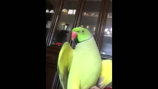 Malayalam speaking parrot Sonu [upl. by Aicel]