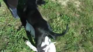 Dogo Argentino VS Presa Canario dog fight [upl. by Luca234]