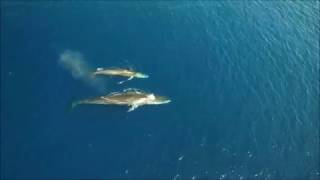 Rorcual común con su cría en la costa del Garraf  24abr17 [upl. by Rayham256]