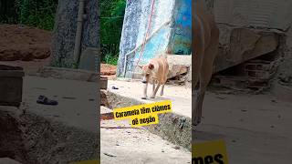 Caramela têm ciúmes de negão 😂shortsvideo cachorro [upl. by Short]