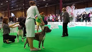 American Staffordshire Terrier Part 3 of 3 ZooExpo 2016 FCI CACIB Dog Show [upl. by Waiter]