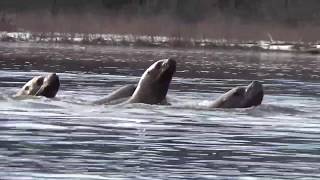 Kayaking with Sea Lion on Skeena River during Ooligan Run on March 8 2020 [upl. by Nigrom]