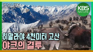 히말라야 4천미터 고산에서 벌어지는 야크의 결투 공사창립특집 KBS 대기획 235 4부 – 호흡은 깊게 고산  KBS 20200326 방송 [upl. by Refanej564]