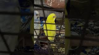 Cute budgies love bird sound [upl. by Ailices]