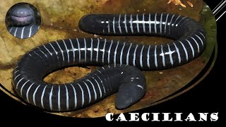 Caecilians Weird and Wonderful [upl. by Dona]